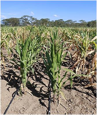 Inheritance of resistance to maize lethal necrosis in tropical maize inbred lines